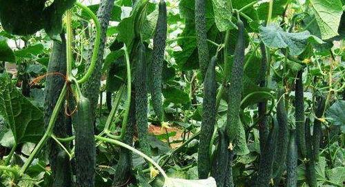 一枝花娱乐吃瓜